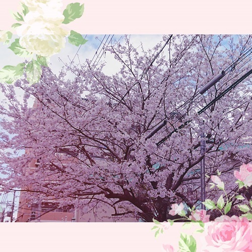 桜１.jpeg